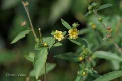 Sida rhombifolia subsp. rhombifolia